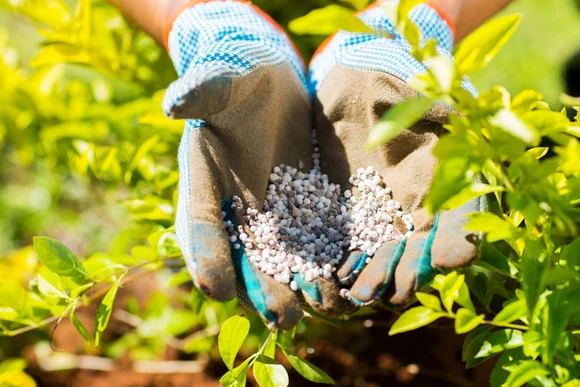 Hände mit Gartenhandschuhen halten Dünger